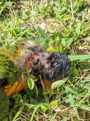 Trichoglossus moluccanus