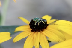 Agapostemon texanus