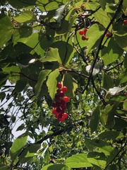 Schisandra arisanensis