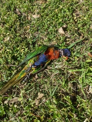 Trichoglossus moluccanus