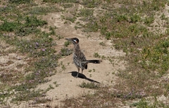 Geococcyx californianus