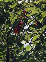 Schisandra arisanensis