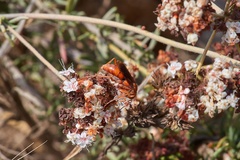 Tachypompilus unicolor