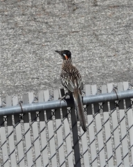 Geococcyx californianus