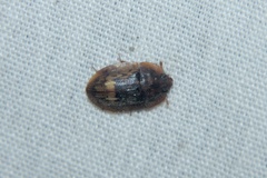Lobiopa insularis