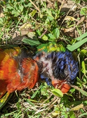 Trichoglossus moluccanus