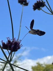Macroglossum stellatarum