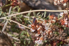 Tachypompilus unicolor