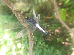 Orthetrum triangulare