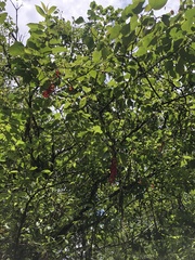 Schisandra arisanensis