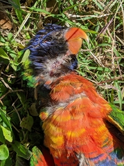 Trichoglossus moluccanus