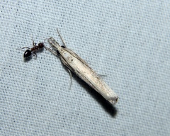 Parapediasia decorellus