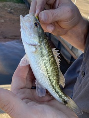 Micropterus punctulatus