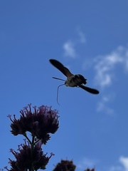 Macroglossum stellatarum