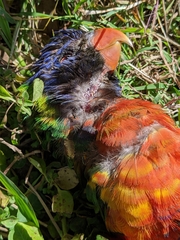 Trichoglossus moluccanus