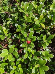 Arctostaphylos uva-ursi