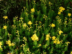 Hypericum empetrifolium