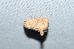 Apoda y-inversa