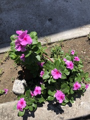 Catharanthus