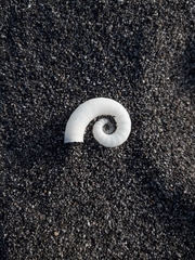 Spirula spirula
