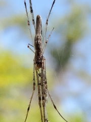 Tetragnatha