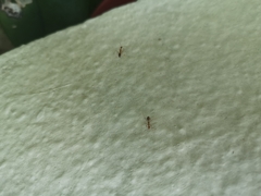 Anoplolepis gracilipes