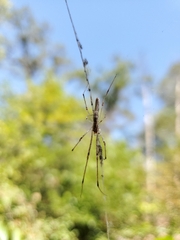 Tetragnatha