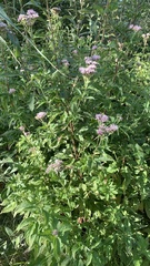 Eupatorium cannabinum