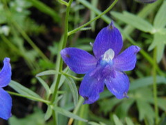 Delphinium menziesii