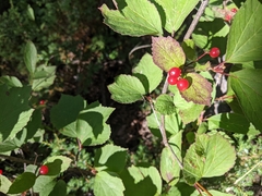 Viburnum edule