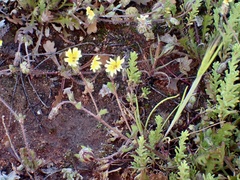 Goodenia pusilliflora