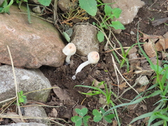 Leucoagaricus rubrotinctus