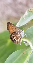 Brephidium pseudofea