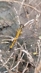Erythrodiplax berenice