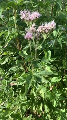 Eupatorium cannabinum