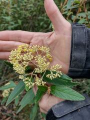 Pomaderris intermedia