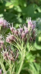 Eupatorium cannabinum