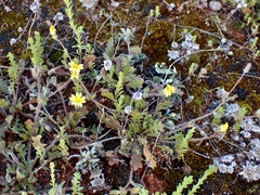 Goodenia pusilliflora