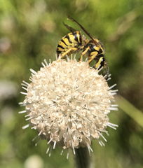 Dolichovespula arenaria