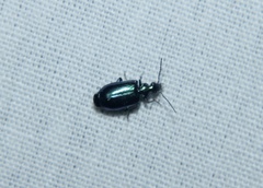 Lebia viridis