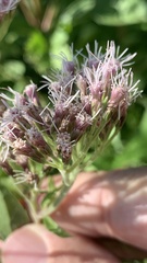Eupatorium cannabinum