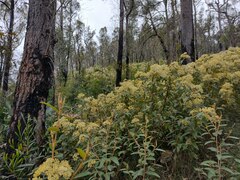 Pomaderris intermedia