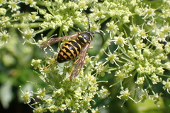 Dolichovespula arenaria