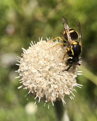 Dolichovespula arenaria