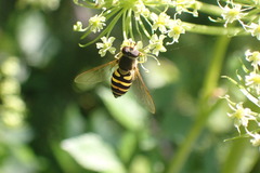 Syrphus