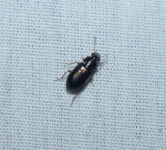 Selenophorus