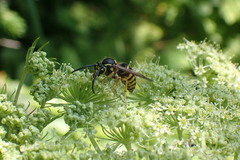 Dolichovespula arenaria