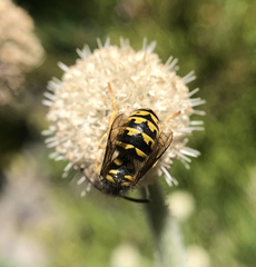 Dolichovespula arenaria
