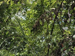 Stachyurus himalaicus