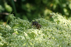 Dolichovespula arenaria